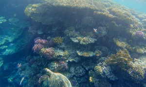 Stekfoto