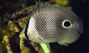 Stekfoto