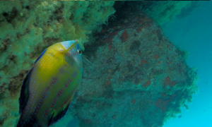 Stekfoto