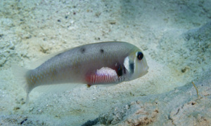 Stekfoto