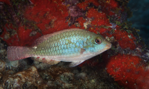 Stekfoto