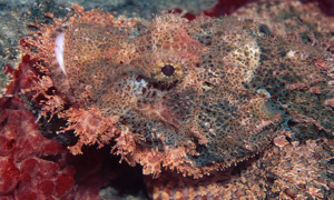 Stekfoto