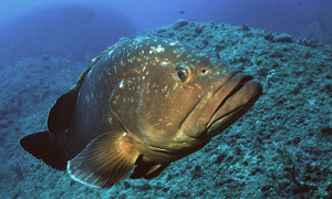 Stekfoto