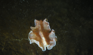 Stekfoto