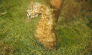 Stekfoto
