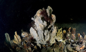 Stekfoto