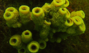 Stekfoto