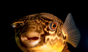 Stekfoto