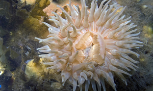 Stekfoto