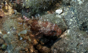 Stekfoto
