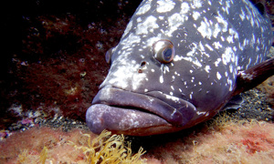 Stekfoto