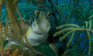 Stekfoto