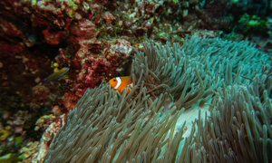 Stekfoto