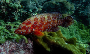 Stekfoto