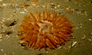 Stekfoto