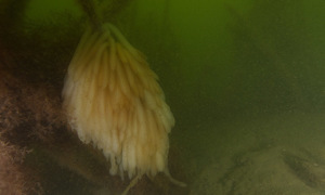 Stekfoto