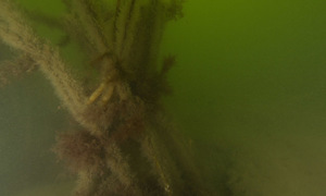 Stekfoto