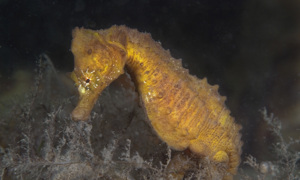 Stekfoto