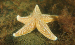 Stekfoto