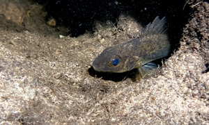 Stekfoto
