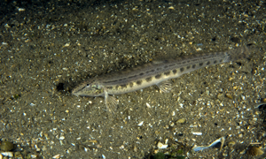 Stekfoto