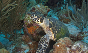 Stekfoto