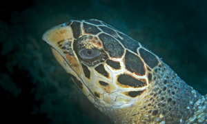Stekfoto