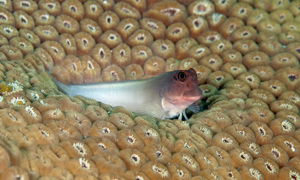 Stekfoto