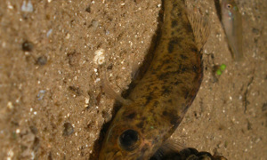 Stekfoto