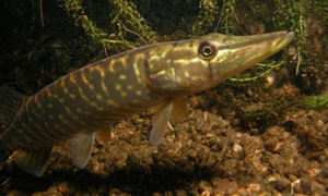 Stekfoto