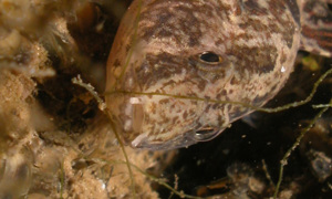 Stekfoto