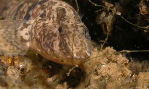 Stekfoto