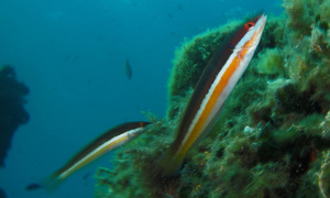Stekfoto