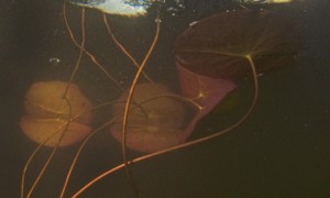 Stekfoto