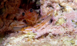 Stekfoto