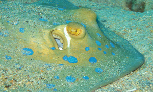 Stekfoto