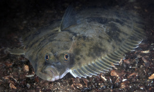 Stekfoto