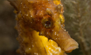 Stekfoto