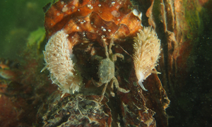 Stekfoto