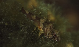 Stekfoto