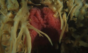 Stekfoto