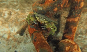 Stekfoto