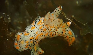 Stekfoto