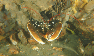 Stekfoto