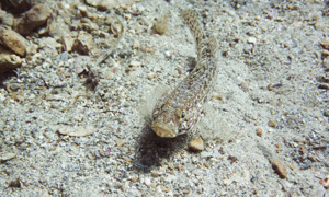 Stekfoto