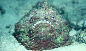Stekfoto