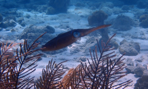 Stekfoto