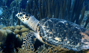 Stekfoto