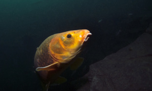 Stekfoto