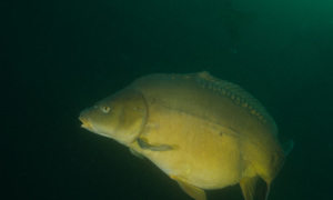 Stekfoto